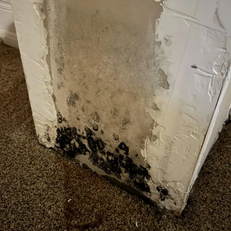 Professional Mold Removal in Caroline County, VA
